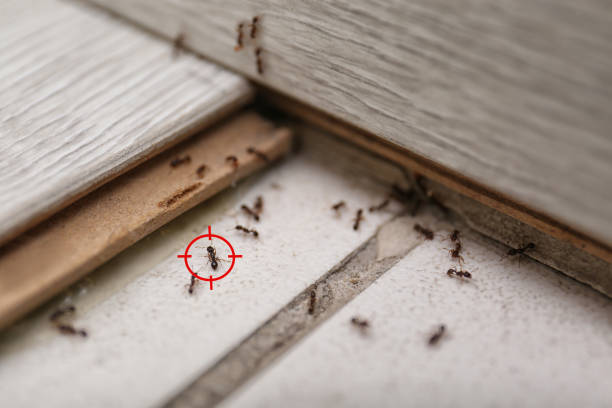 Best Exterminator Services  in Vla Grove, IL