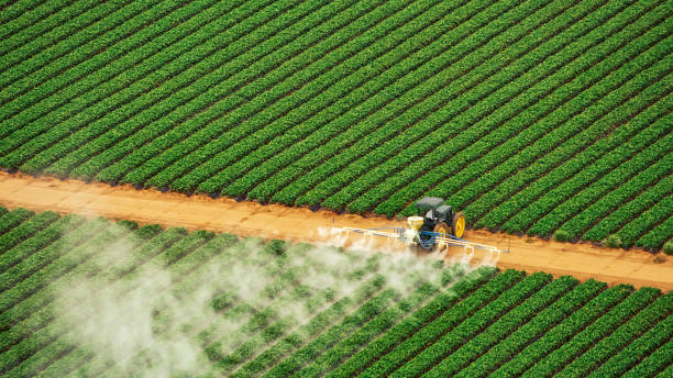 Best Termite Control Services  in Vla Grove, IL