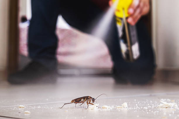 Best Rat Extermination Near Me  in Vla Grove, IL