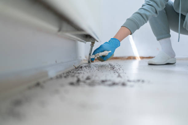 Wasp Removal Services in Villa Grove, IL